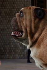 Marvel's Inhumans Season 1 Episode 1