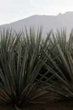 Monarca Season 1 Episode 1