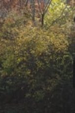 Trolley Episode 14